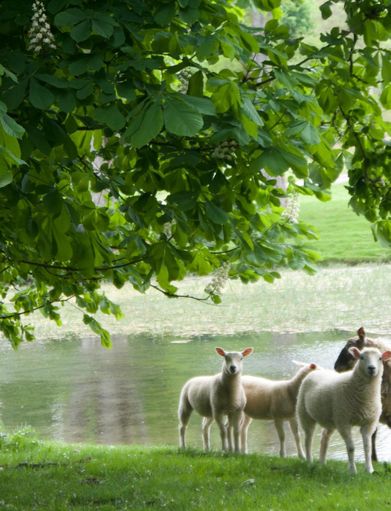 Oak Tree Cottage Stoke Rochford Екстериор снимка